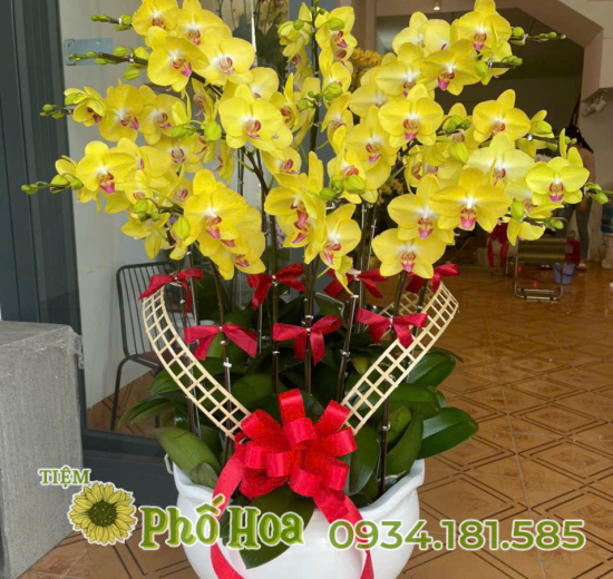 Lan Hồ Điệp - MS05