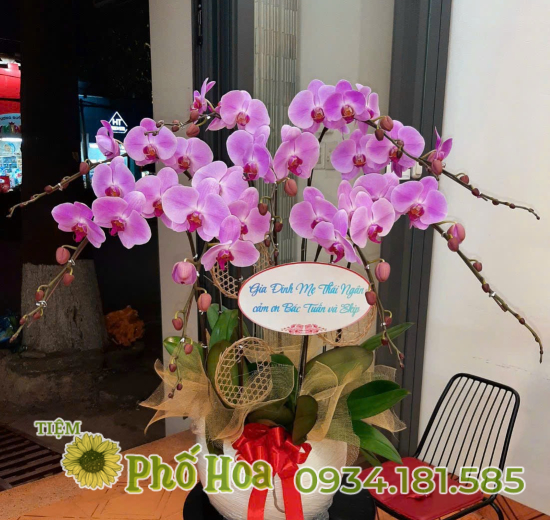 Lan Hồ Điệp - MS09